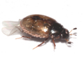 Cercyon unipunctatus